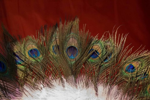 Beautiful bird feathers for decorative purposes