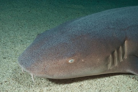 Close-up of head of atlantic nurse shark