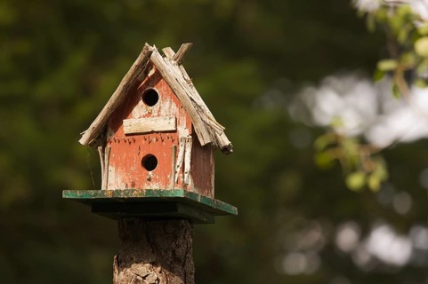 Rustic birdhouse amongst pine trees