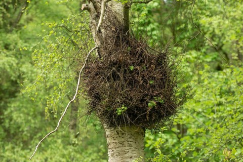 Witch broom on birch