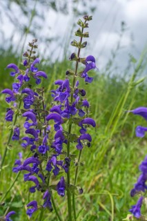 Meadow sage