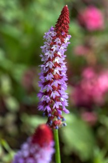 Orchid primrose