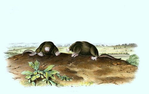 Star mole or star-nosed mole