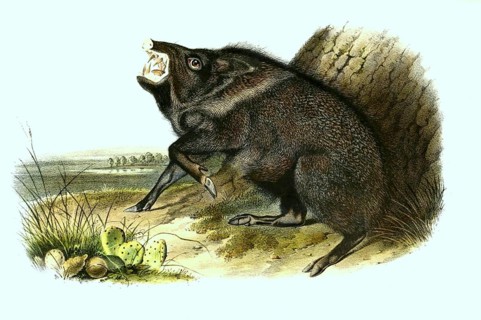 Collared peccary