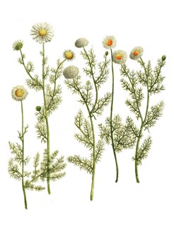 Various varieties of mayweed
