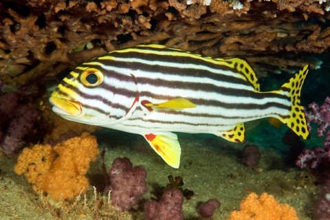 Oriental sweetlips