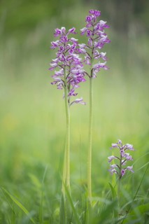 Military orchid