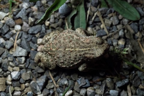 Kreuzkroete