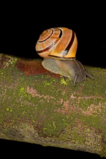 Hain-Baenderschnecke