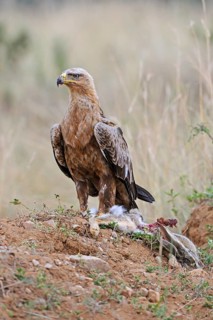Raptor eagle or tawny eagle
