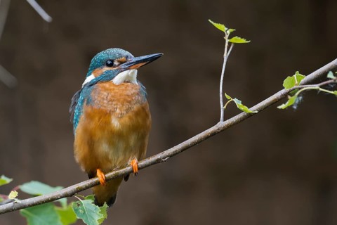 Kingfisher