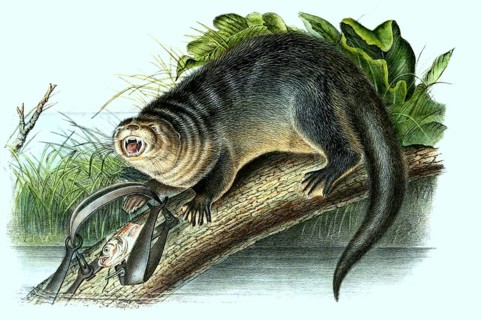 North american river otter