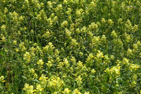 Meadow with