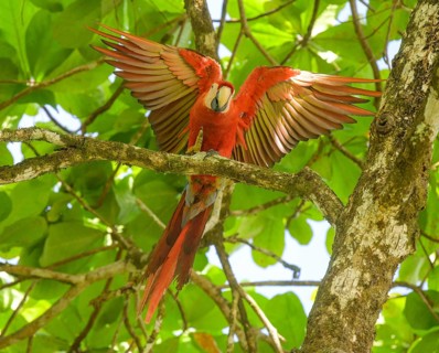 Scarlet macaw