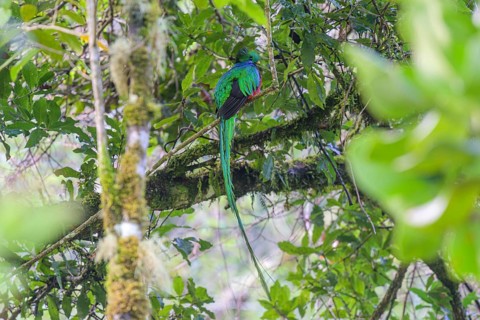 Male resplendent quetzal