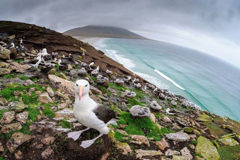 Schwarzbrauenalbatross