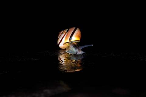 Hain-Baenderschnecke
