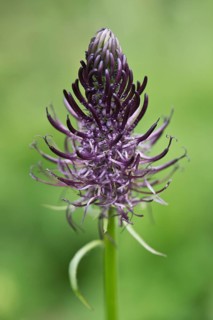 Devil's claw
