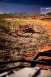 Lion