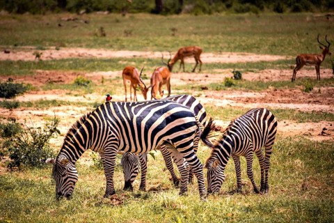 Plains zebras