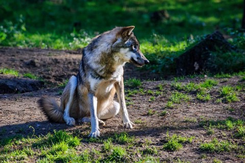 European gray wolf