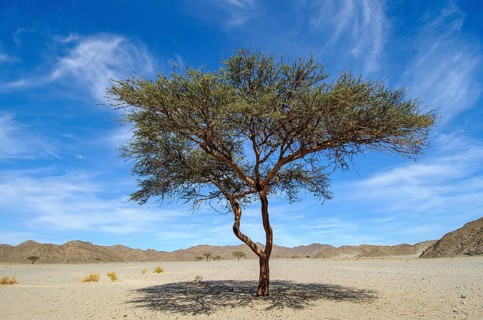 Single camelthorn tree