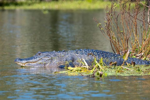 American alligator