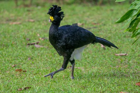 Male great curassow