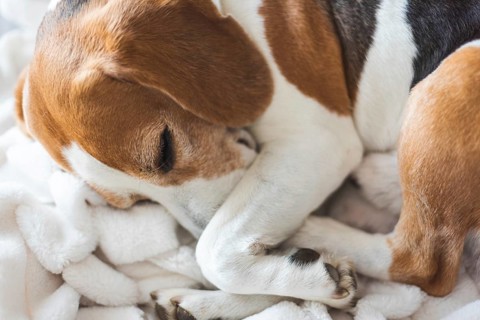 Adoult Male hound Beagle dog sleeping at home on the sofa. Cute dog portrait