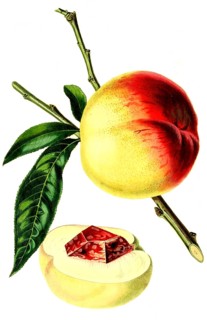 Catharine Pfirsich