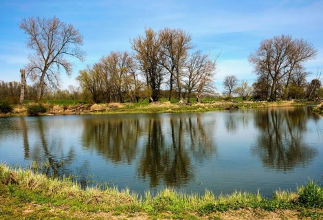 Landschaft am Fluss Oder im Fruehling