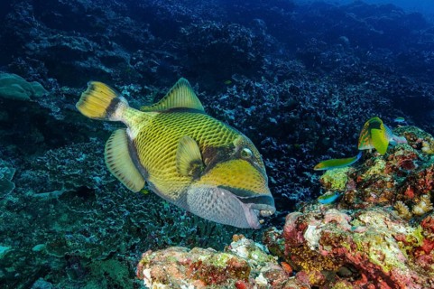 Riesen-Drueckerfisch