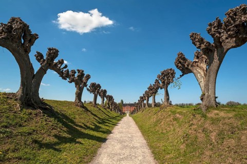 Trimmed festoon avenue of Dutch lime trees