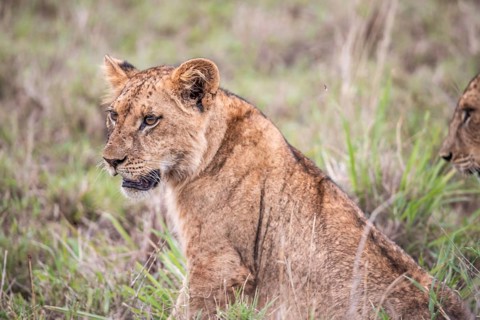 Lion