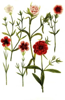 Caryophyllus