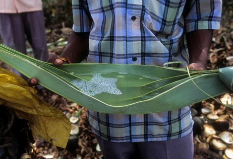 Drinking padaneer palmyra palm sap