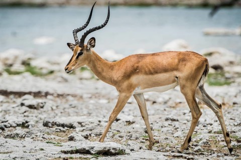 Black-faced impala
