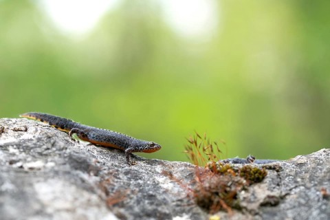 Bergmolch