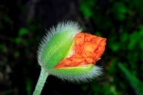 Blossoming bud of an oriental poppy