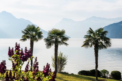 Palms on the Lake