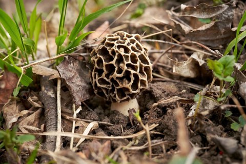 Grey edible morel
