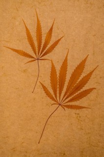Two dried hemp leaves for a herbarium