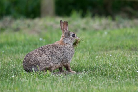 European rabbit