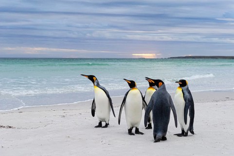 Koenigspinguine