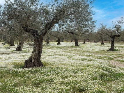 Olivenhain mit bluehender Kamille