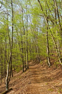 Forest path