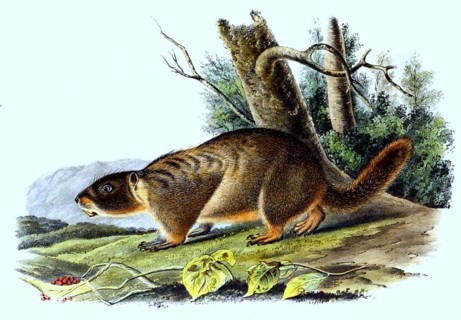 Yellow-bellied marmot