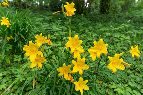 Yellow daylilies