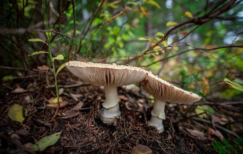 Pearl mushroom