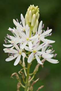 Grass lily